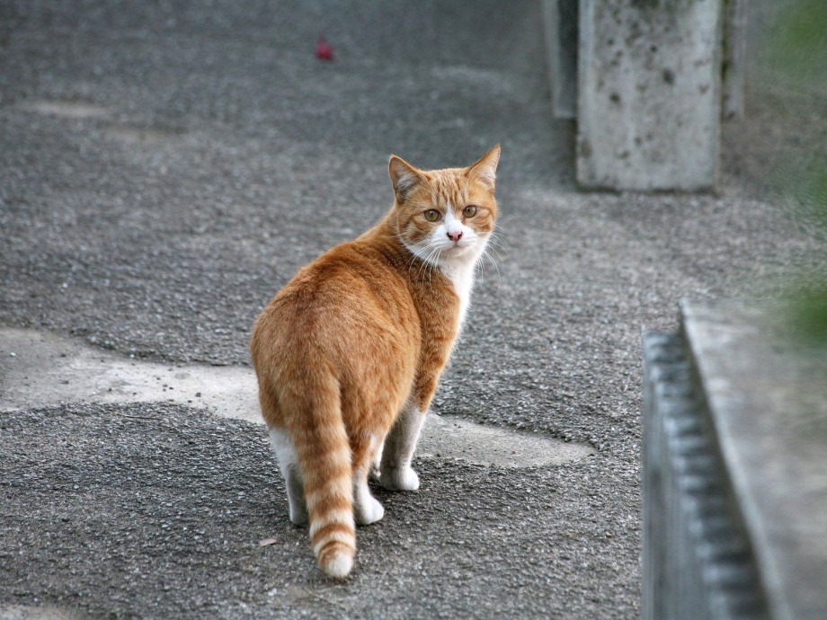 Уличные коты