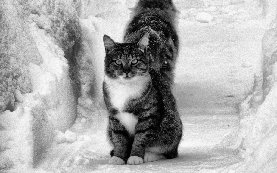 Кот уходит