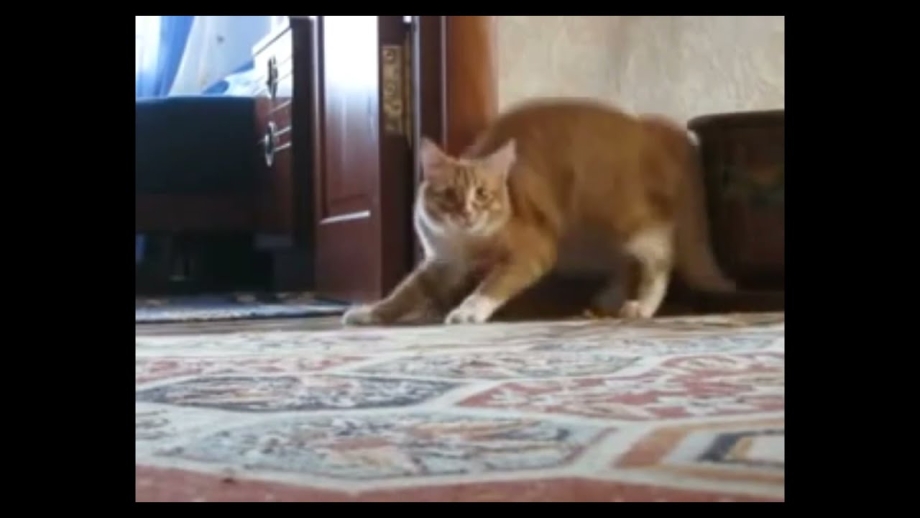 Испуганный кот на задних лапах