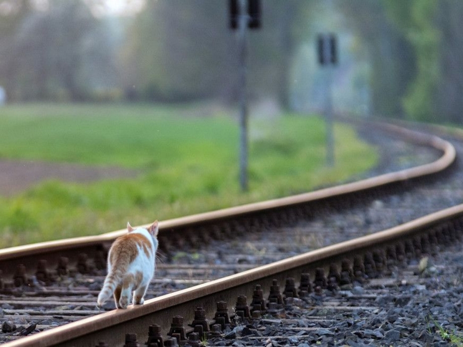 Кошка на рельсах
