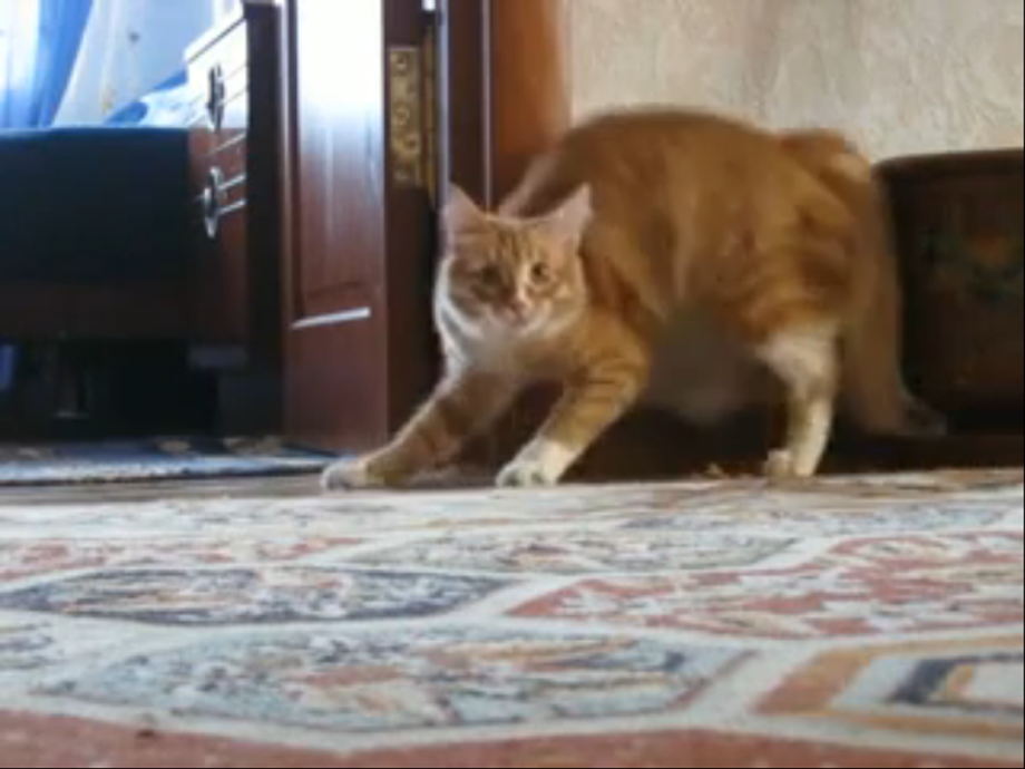 Кот уходит