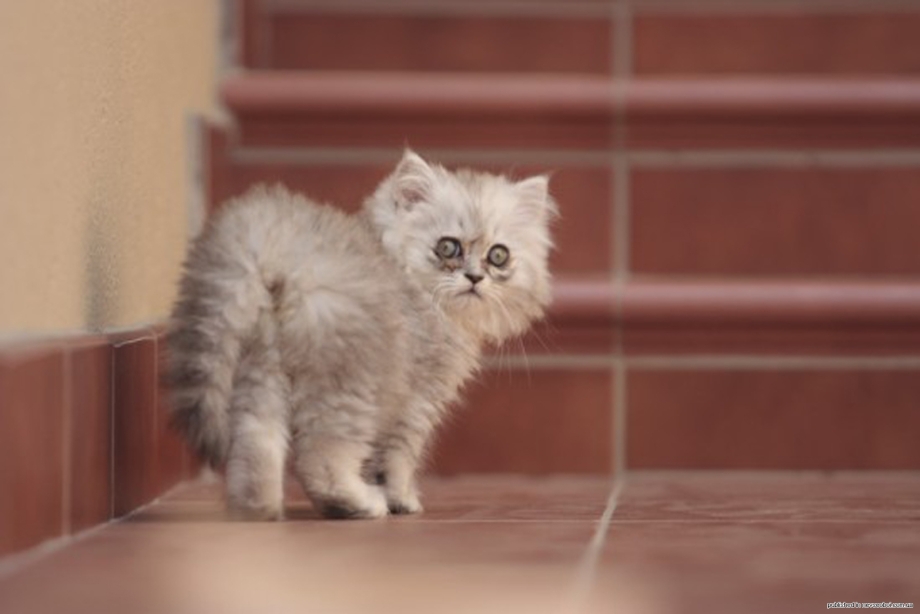 Я ухожу кот