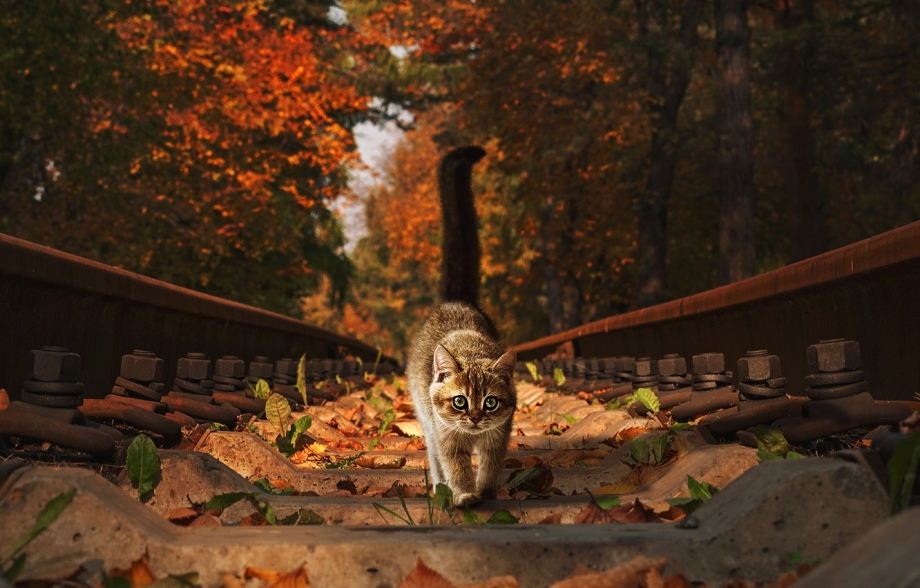 Кот на рельсах