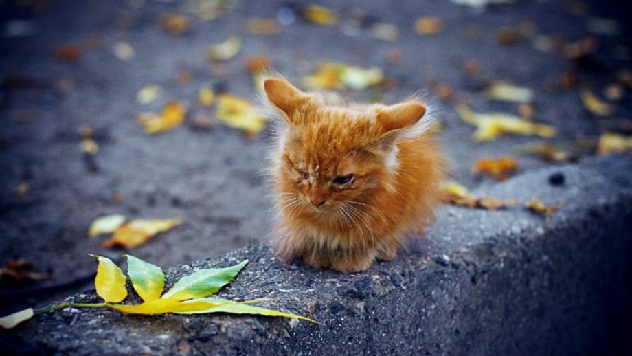 Котоматрица осень