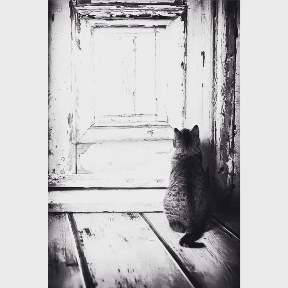 Одинокий кот