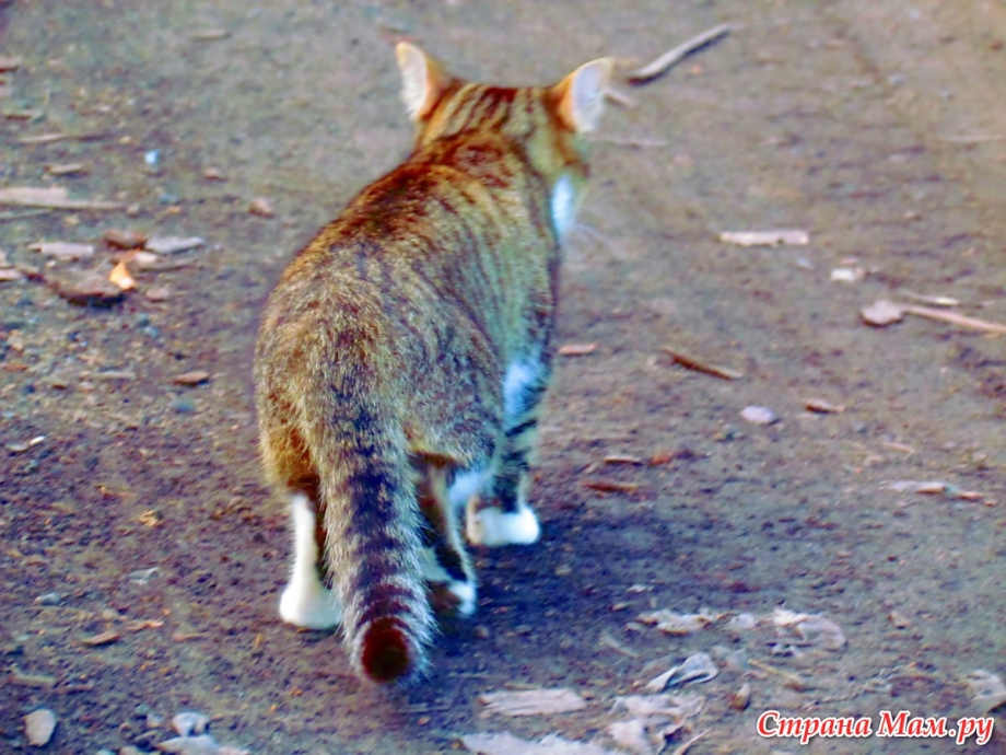 Кот уходит