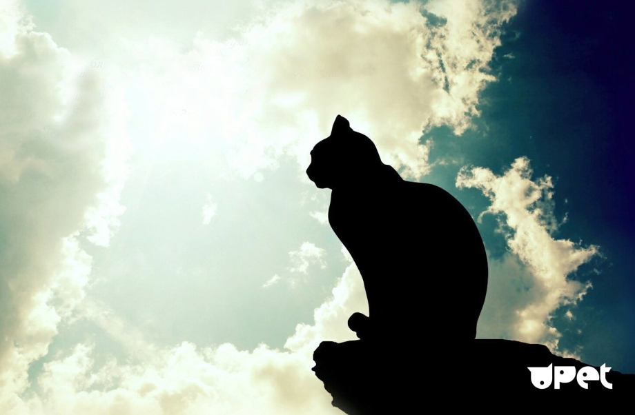 Коты уходят на радугу