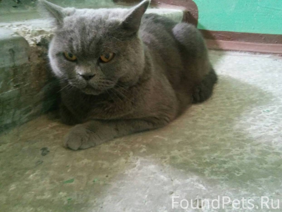 Найден кот