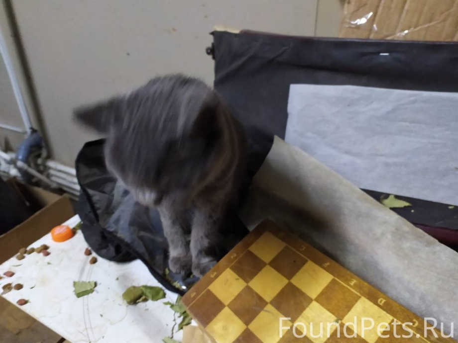 Нашлась черная кошка