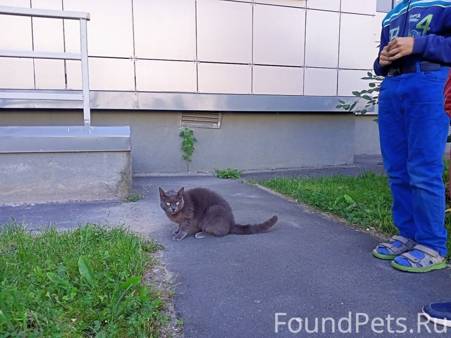 Найденные потеряшки в Москве кошки