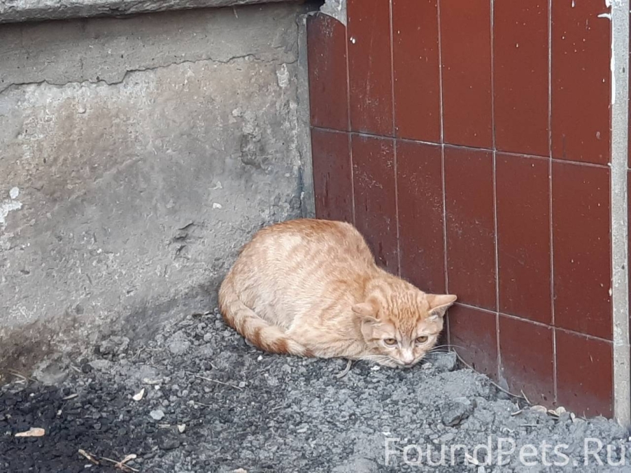 Котик нашел деньги на улице