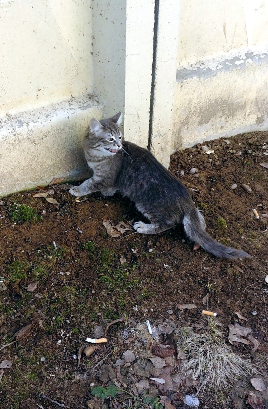 Котик ищет