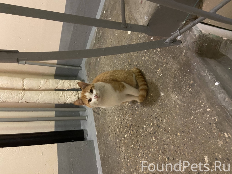 Найден кот Птичное