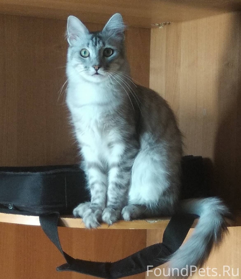 Найдена черная кошка