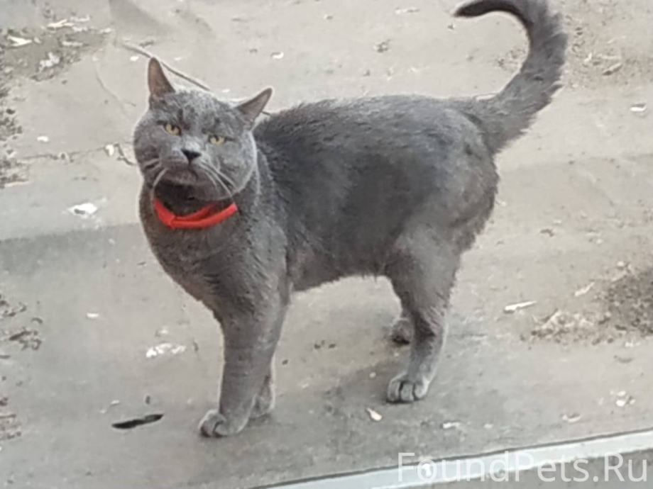 Найден кот кто потерял