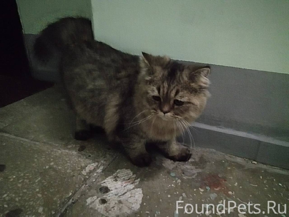 Найдена кошка