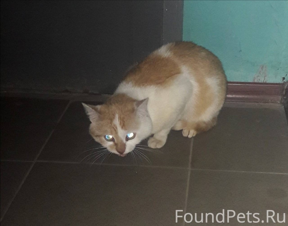 Нашелся кот