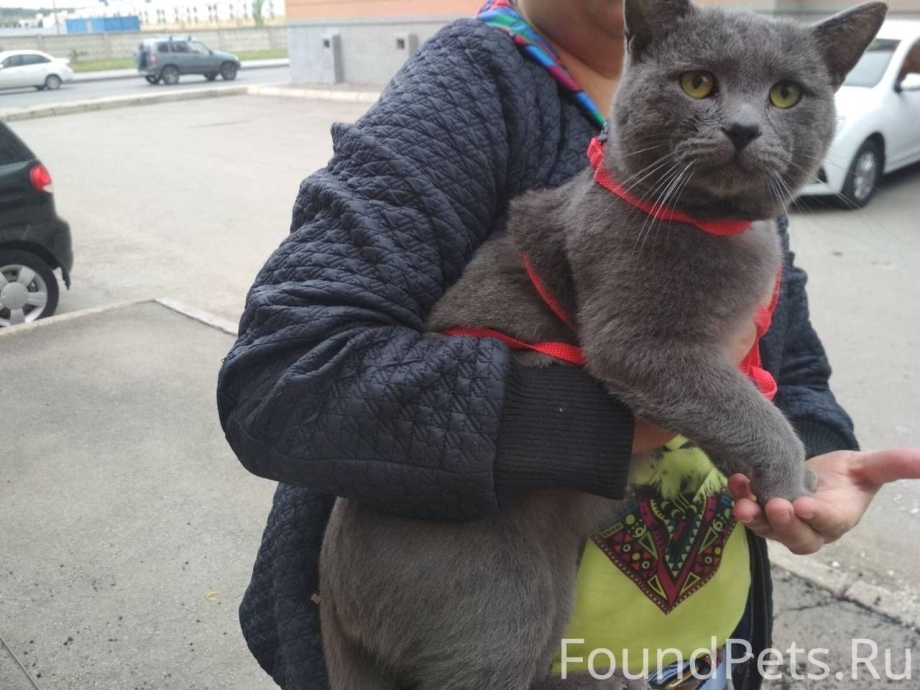 Найден кот серый