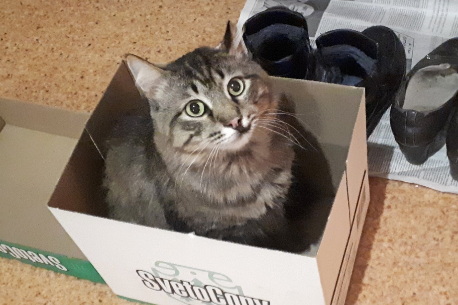 Найден кот Нижний Новгород