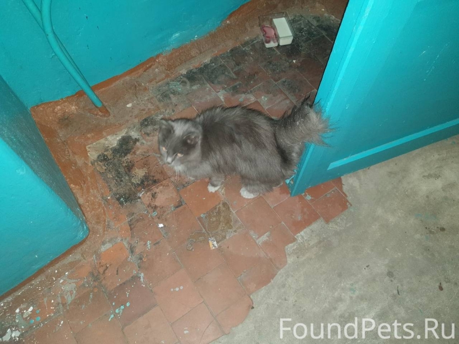 Крукшенкс кот