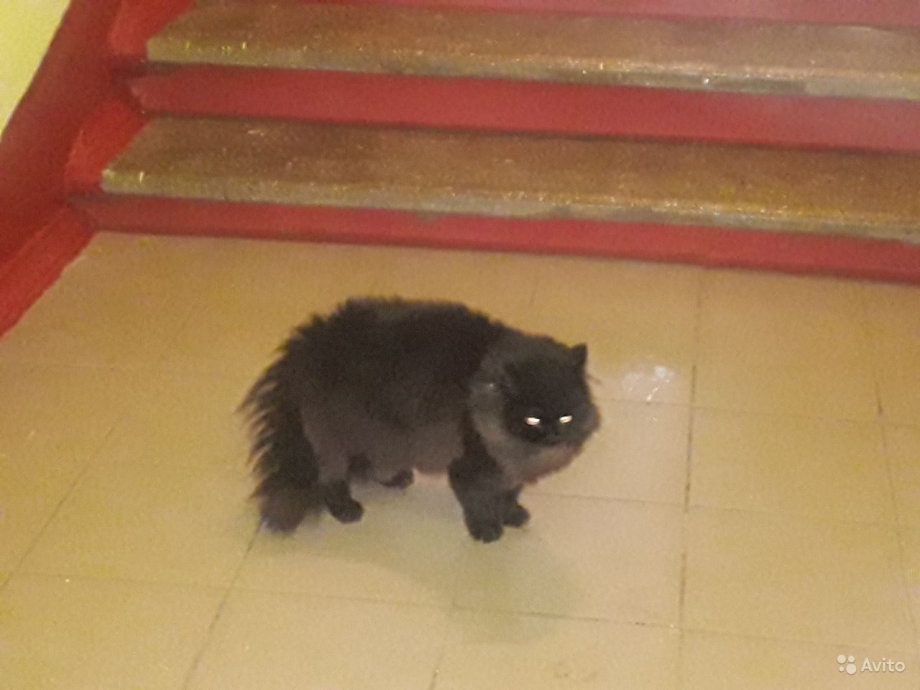 Найден белый кот