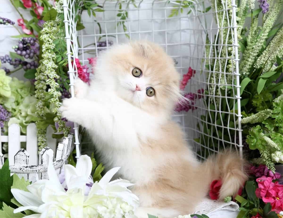 Наполеон кошка