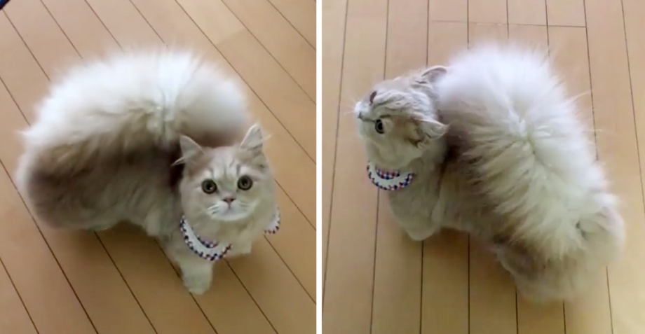 Котята породы Наполеон