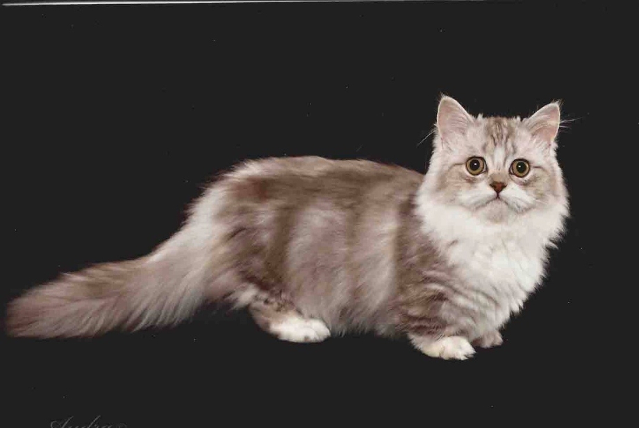 Манчкин Наполеон кошка
