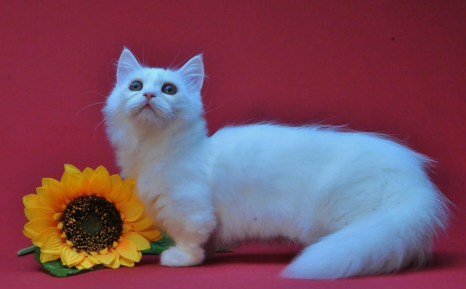 Манчкин Менуэт кошка