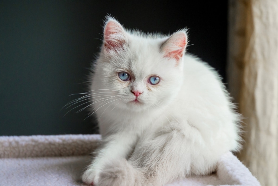 Minuet Cat