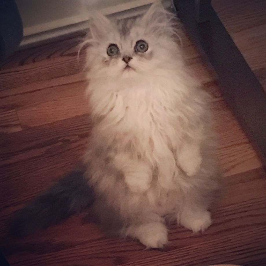 Манчкин кошка