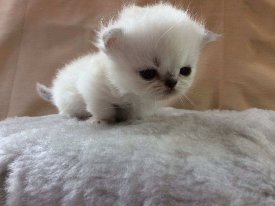 Менуэт котенок милый