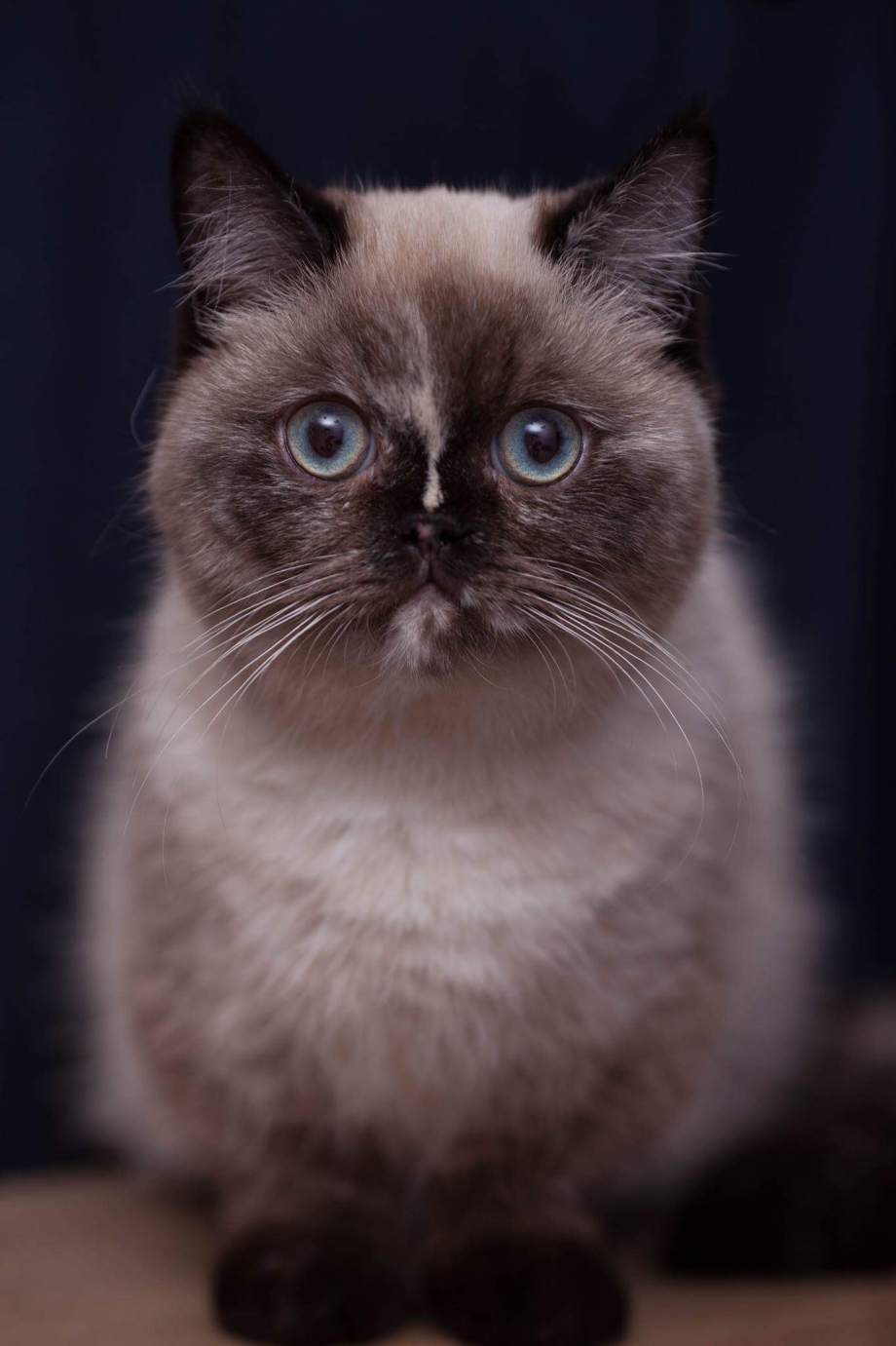 Кот Наполеон Менуэт