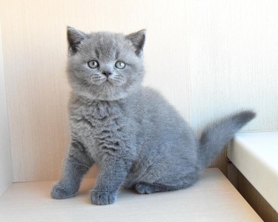 Голубой британец котенок