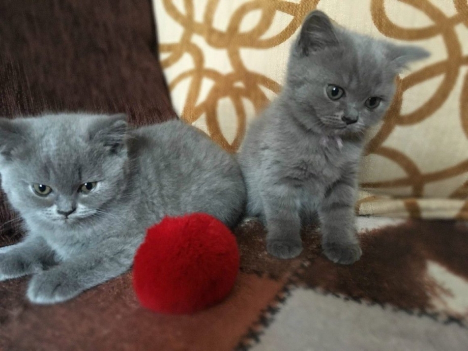 Шотландские котята прямоухие голубые