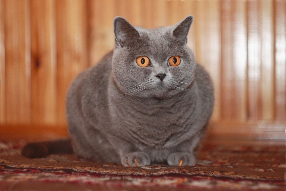 Британская голубая кошка