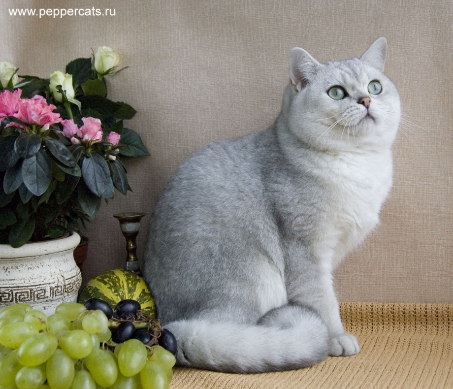 Британская мраморная шиншилла