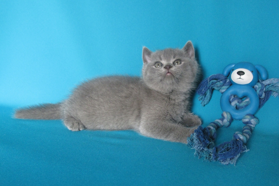 Британская короткошёрстная котята 2 месяца