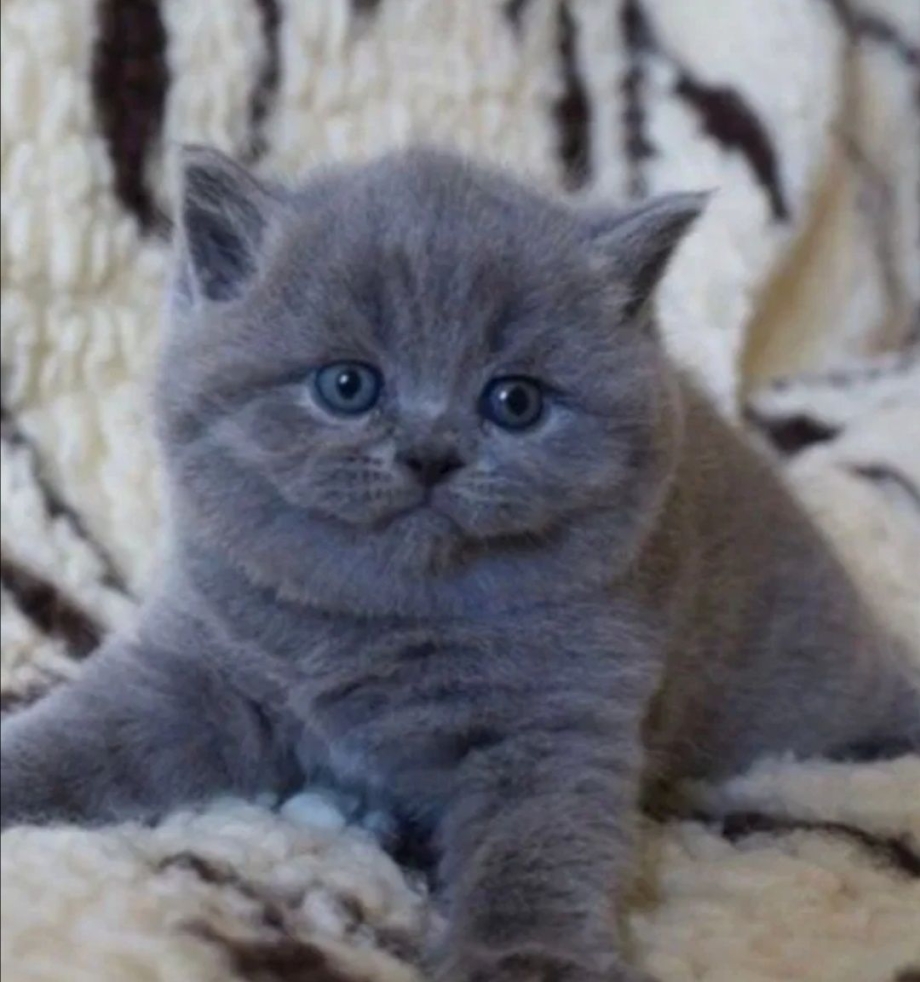 Шотландские котята прямоухие голубые