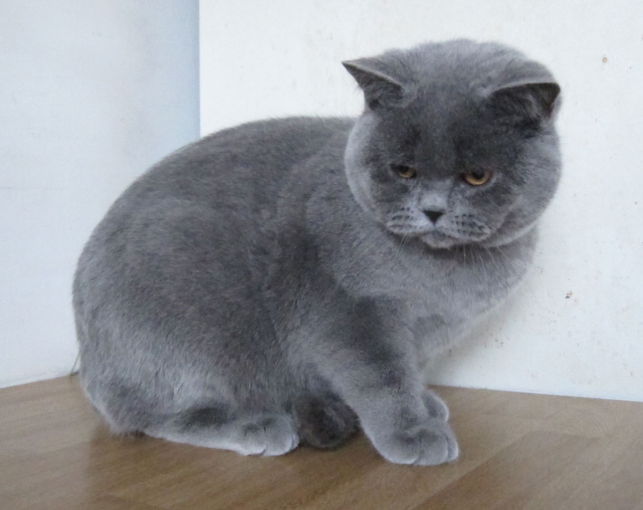 Британский кот голубого окраса