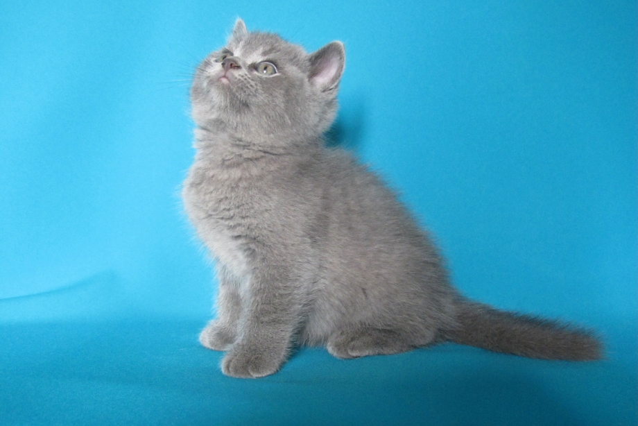 Британская короткошёрстная кошка голубая котята