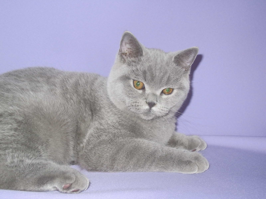Британская короткошёрстная кошка голубая котята
