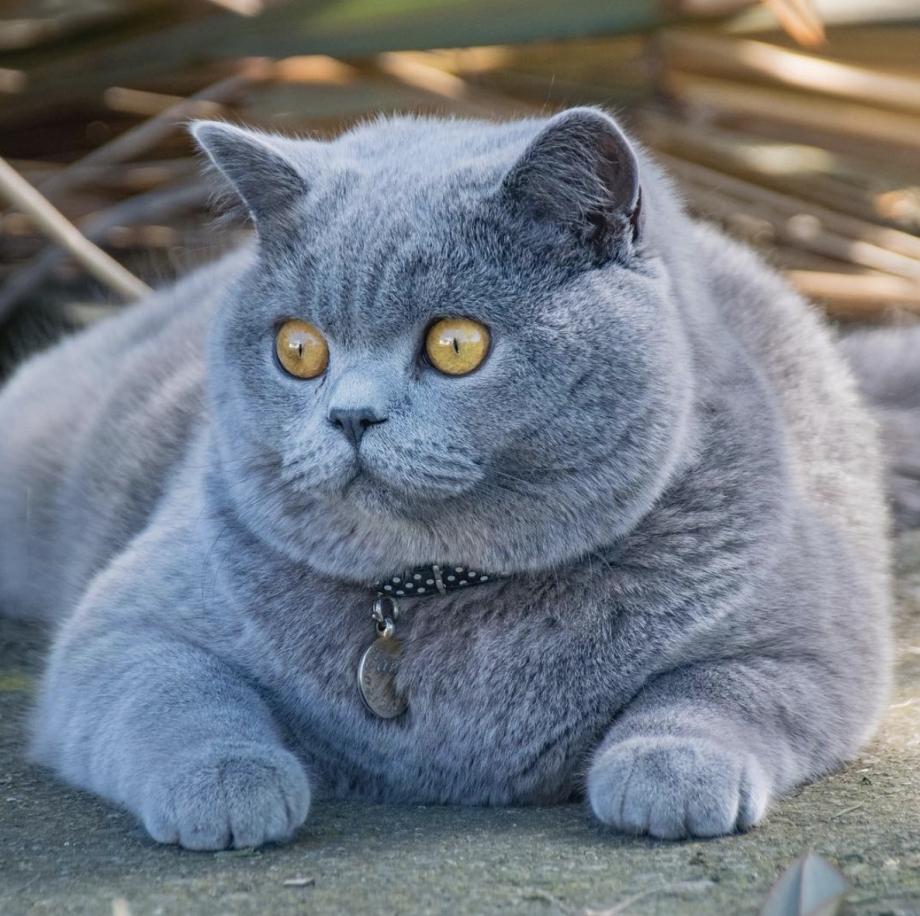 Британская кошка короткошерстная серая