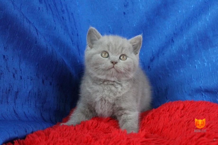 Британский котёнок голубого цвета
