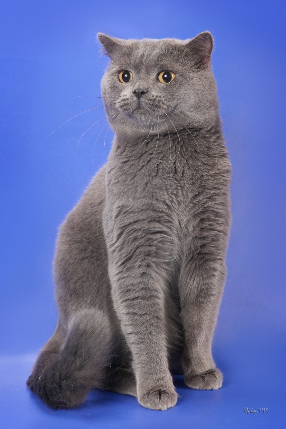 Шотландский скотиш стр