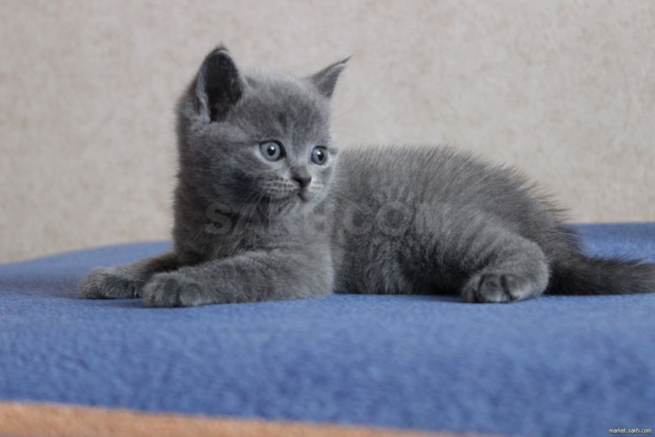 Британец котенок серый 3 месяца