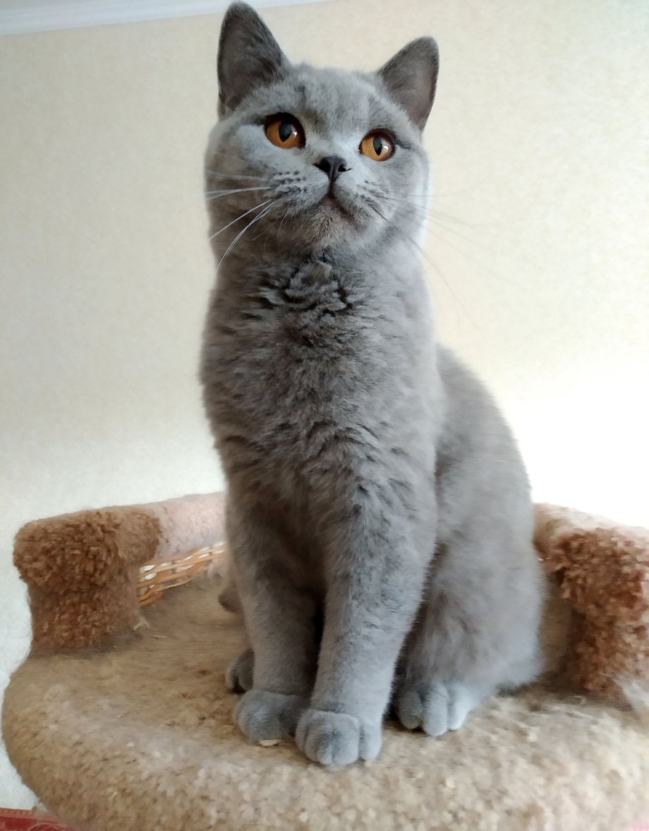 Голубой британец кот