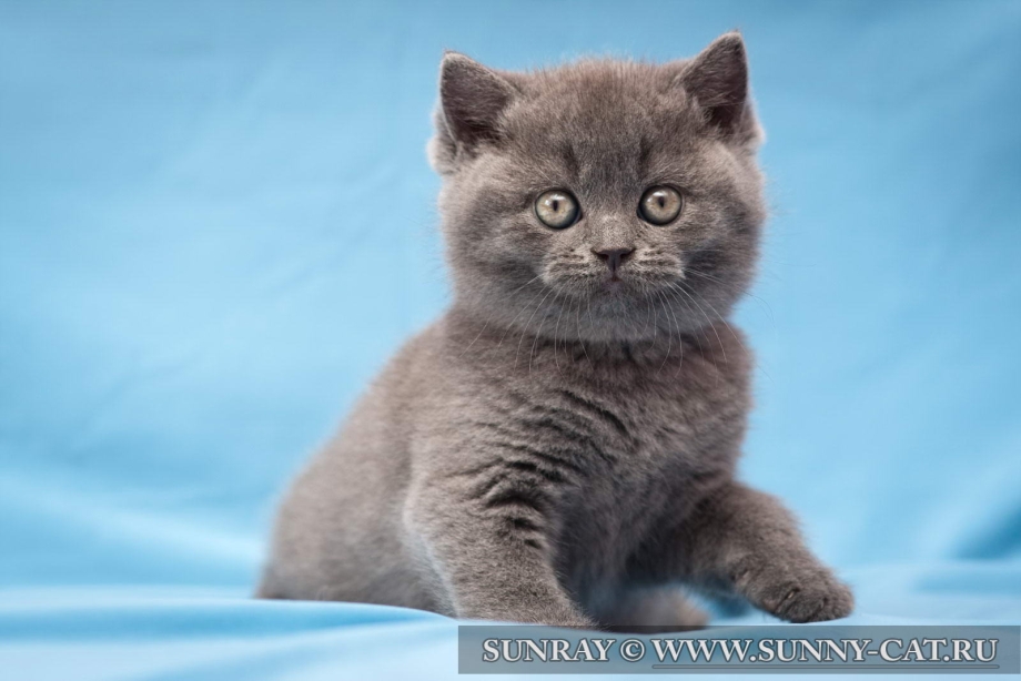 Котята британские короткошерстные прямоухие