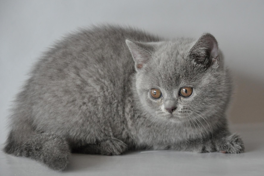 Русская голубая кошка прямоухая