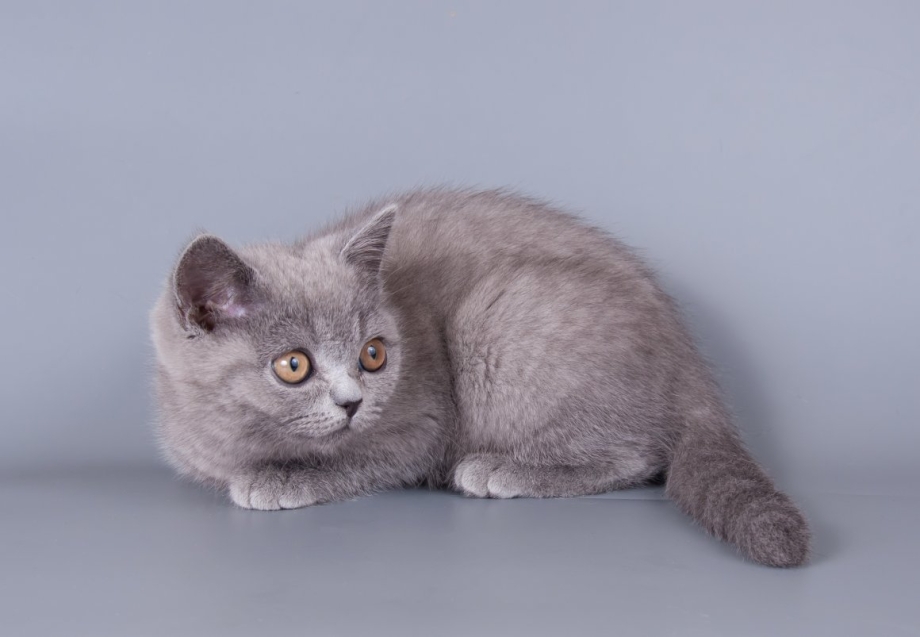 Голубой британец кот